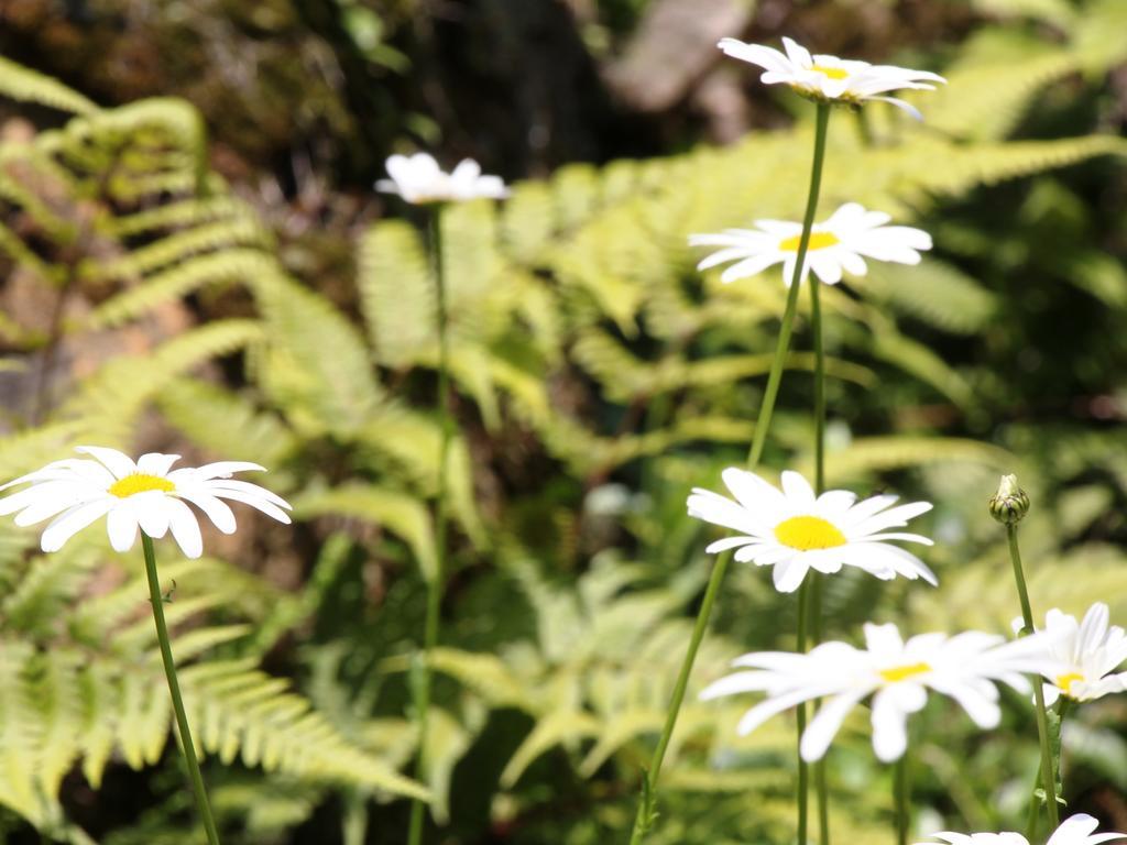 Pension Morinokaze Hakuba Exteriér fotografie