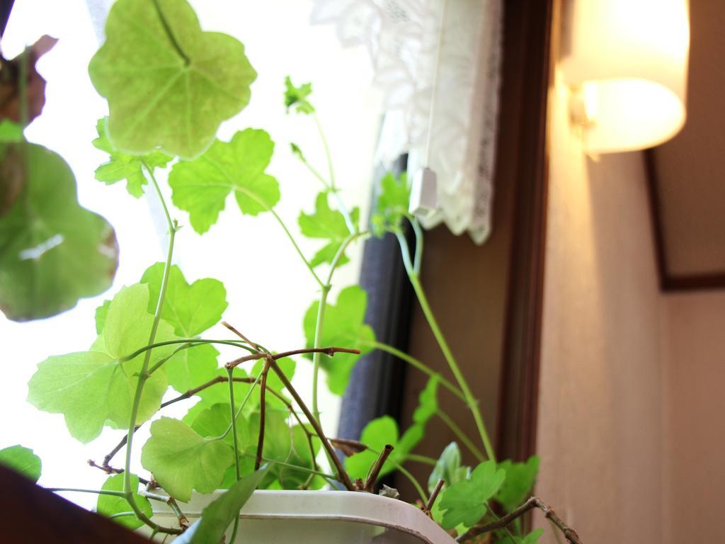 Pension Morinokaze Hakuba Exteriér fotografie